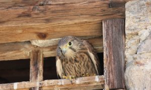 Venez découvrir les Oiseaux de chez nous_Riotord