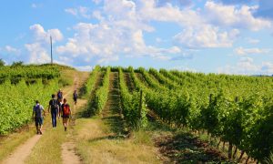 Rando Wine au Domaine François Grenier_Champagne