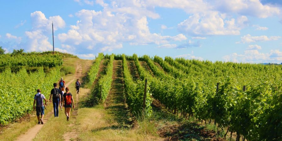 Rando Wine au Domaine François Grenier