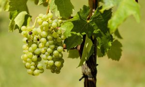 Escapade vigneronne Roncharde_Ampuis