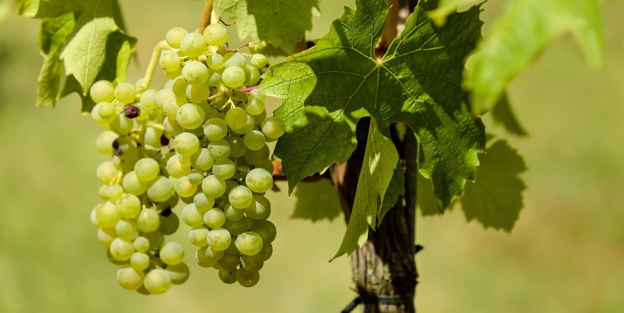 Escapade vigneronne Roncharde