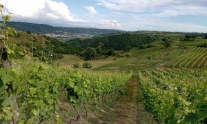 Rando Wine au Domaine Duclot_Sarras