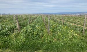 Rando Wine au domaine des Bardes_Eclassan