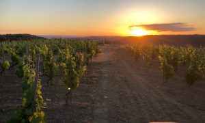 Sunset dans les vignes (Domaine Perrier)_Sarras