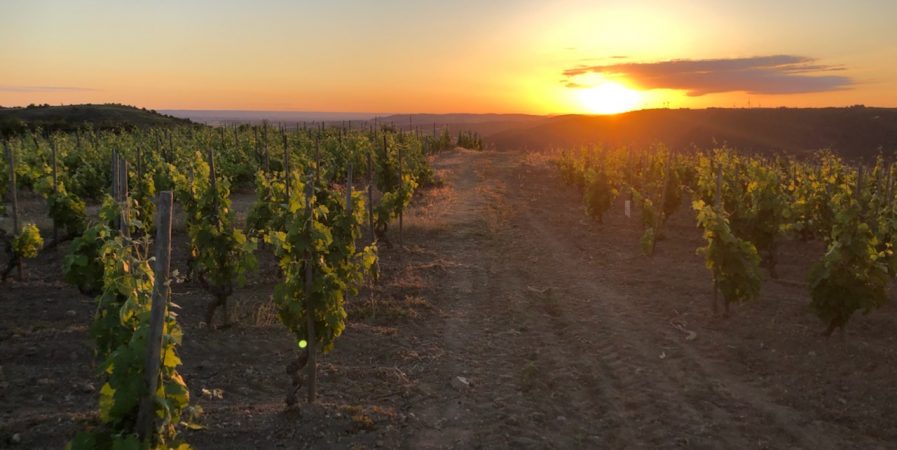 Sunset dans les vignes (Domaine Perrier)