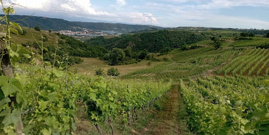 Apéro sunset dans les vignes (Domaine Duclot)