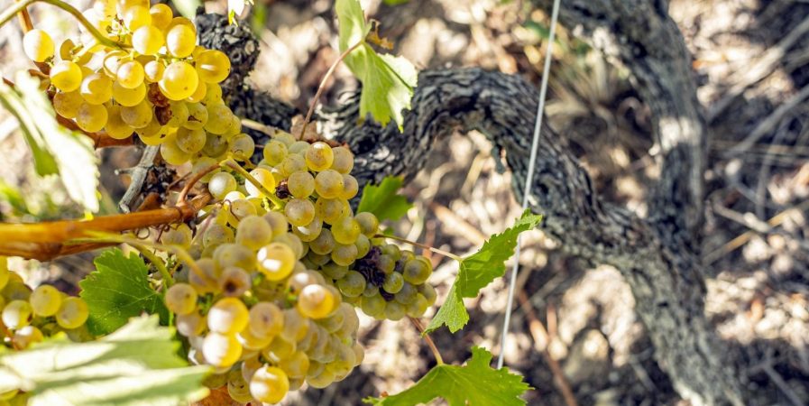 Wine Notes au Domaine Faury