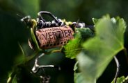 Brunch Vigneron au Domaine Verzier_Chavanay
