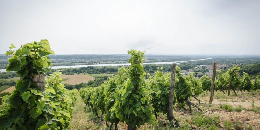 Wine Notes au Domaine Anthony Paret