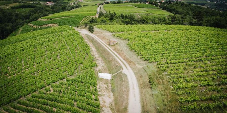 Rando Wine au Domaine Anthony Paret