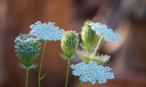 Découverte des plantes sauvages domestiques_Grazac
