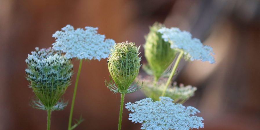 Découverte des plantes sauvages comestibles