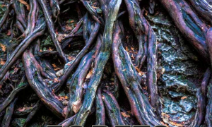 EVE_Forêts de Wajdi Mouawad_Rosières