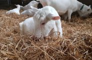 visite de chevrerie