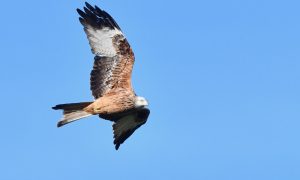 Les rendez-vous nature : Ça plane pour moi_Rochetaillée