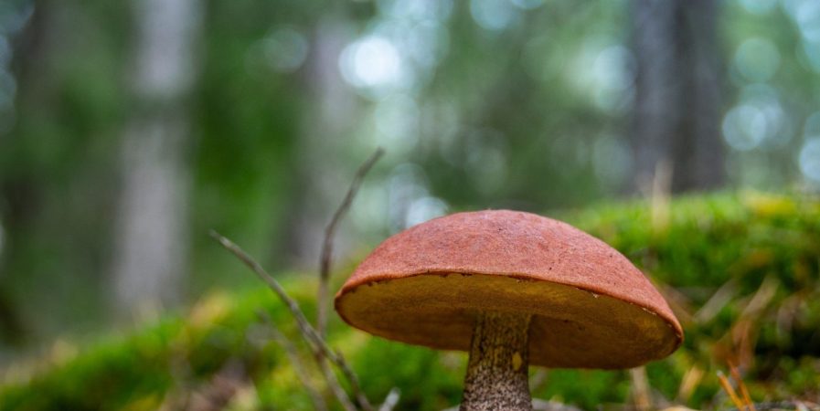 L’Automnal gourmand : stages champignons
