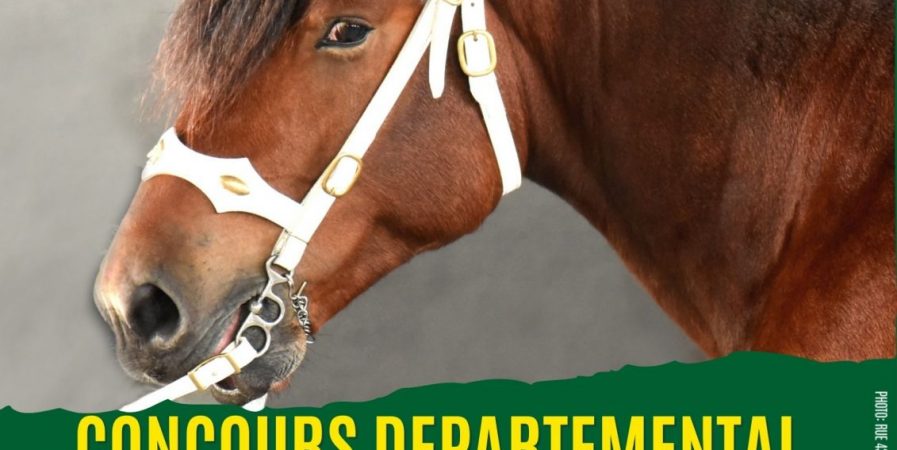 Concours départemental de chevaux lourds, sélection Haute-Loire