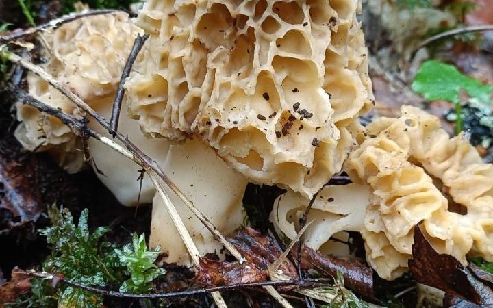 Semaine gourmande : balade-découverte en sous-bois