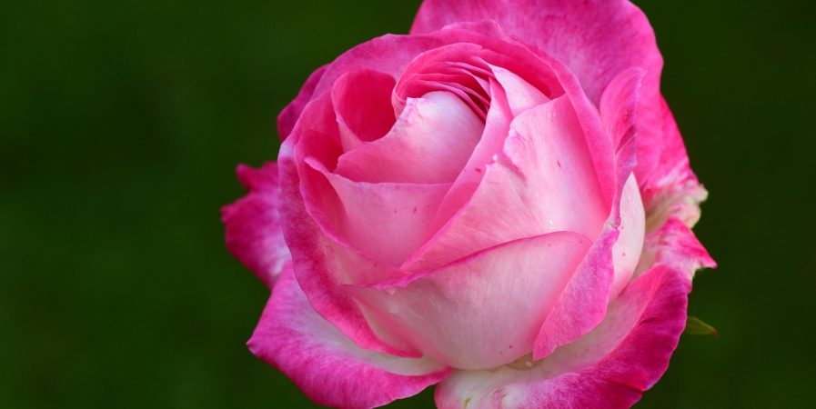 Lecture chantée : Rose(s) C’est la vie