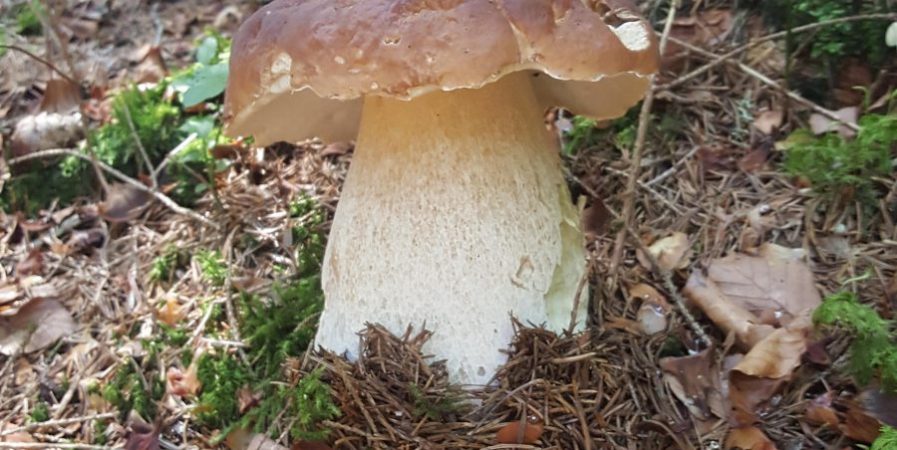 ANNULE Semaine gourmande : balade-découverte en sous-bois