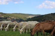 Ferme des Brebiquettes