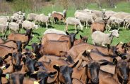 Ferme des Brebiquettes