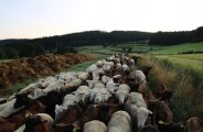 Ferme des Brebiquettes