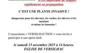 Le Séneçon du Cap envahit notre belle région_Yssingeaux