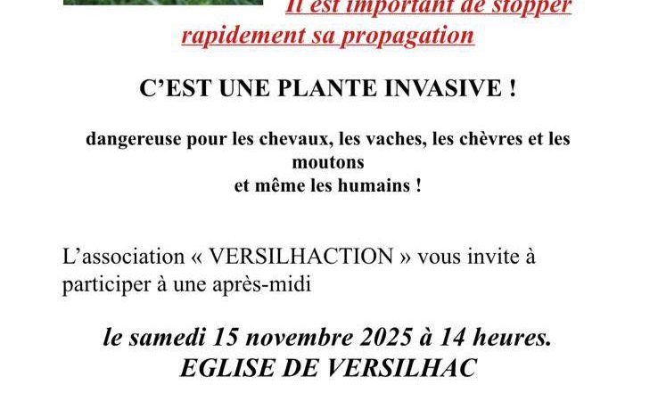 Le Séneçon du Cap envahit notre belle région