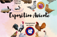 EVE_Exposition  nationale d’aviculture_Saint-Paulien