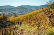 Balade découverte des vignobles de Chavanay_Chavanay