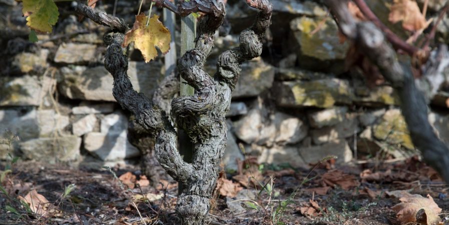 Portes ouvertes du Domaine Garon