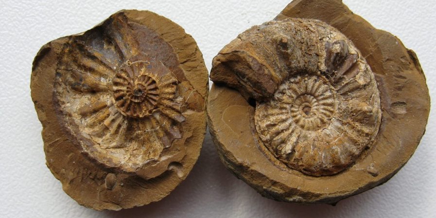 7ème Salon aux minéraux et fossiles