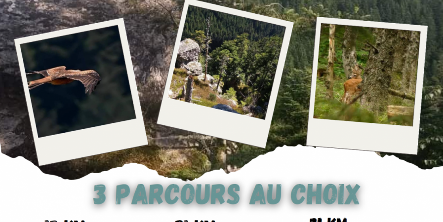 Sortie équestre « Beau dimanche en forêt de Taillard »