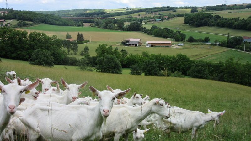 Visite de la ferme du Bancel de Ferme en Ferme