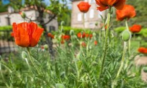 Rendez-vous aux Jardins_Raucoules