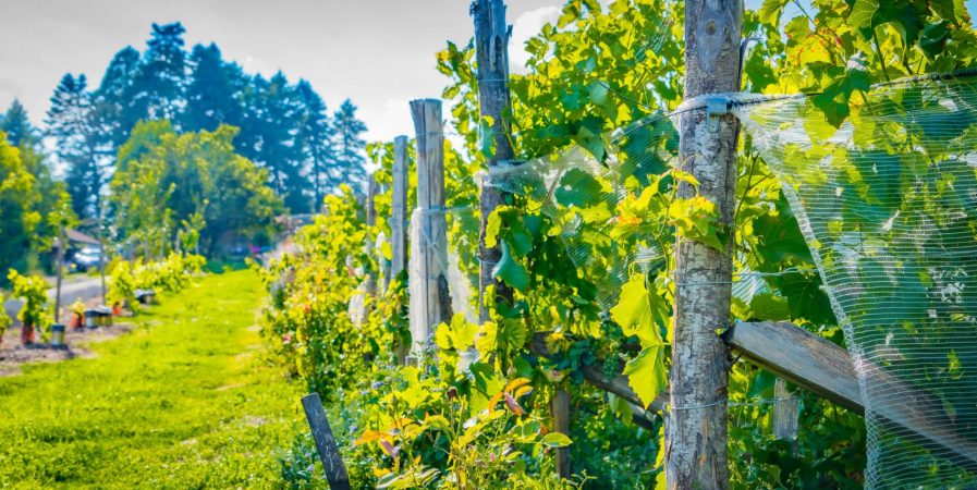 Visite et dégustation au domaine Clos du Paradis
