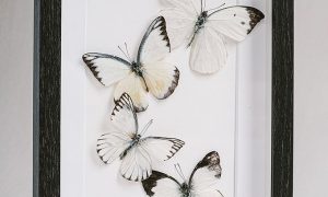 Atelier créatif: PAPILLON TAXIDERMIE PAPIER_Riotord