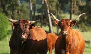 EVE_De ferme en ferme GAEC du Domaine de Sinzelles_Blavozy