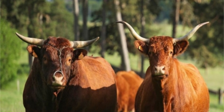 De ferme en ferme GAEC du Domaine de Sinzelles
