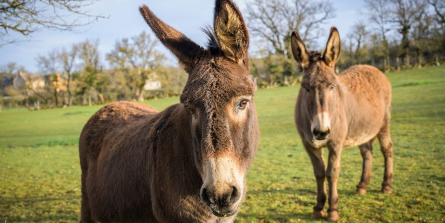 A la découverte de l&rsquo;âne