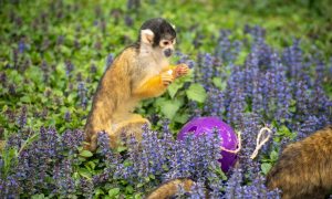 Chasse aux Oeufs géante_Peaugres