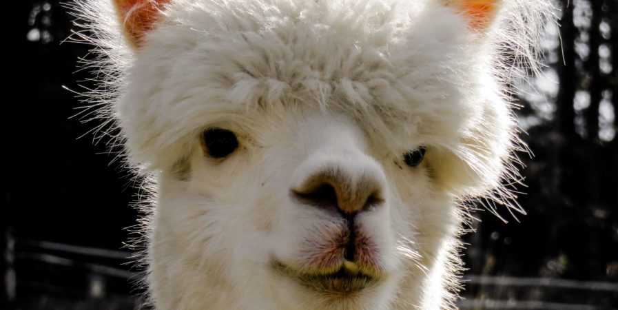 Concours Alpagas et marché des laines et de l&rsquo;artisanat