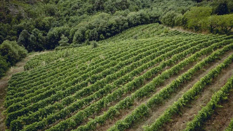 Rando wine (Camp. L&rsquo; Oasis/ Les Bardes)