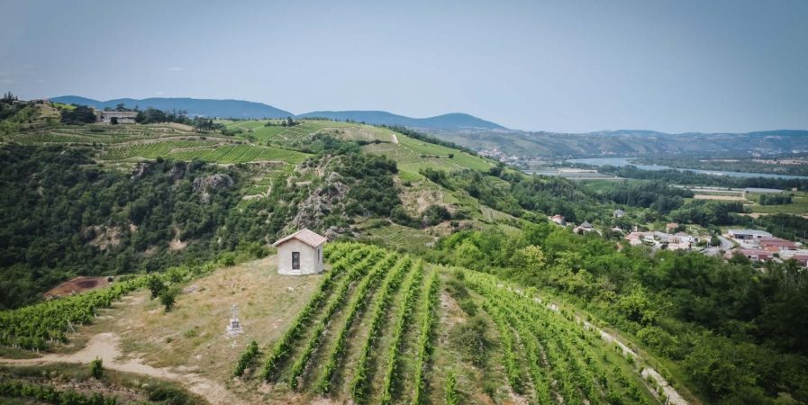Apéro Vignes au Domaine Anthony Paret
