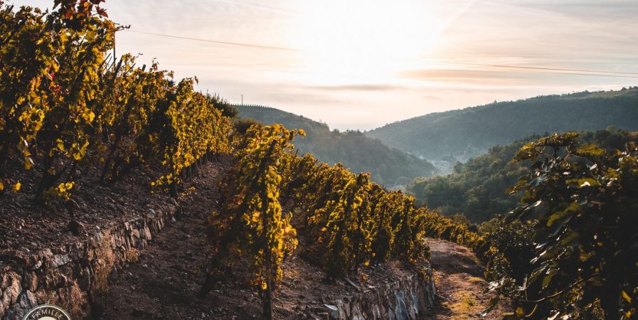 Sunset dans les vignes au Domaine Gaillard