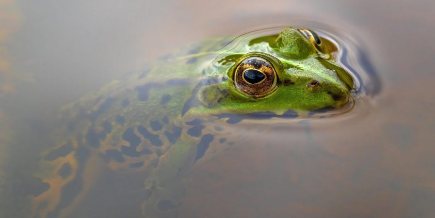 Fest&rsquo;Eau Pilat : Sortie Coassante