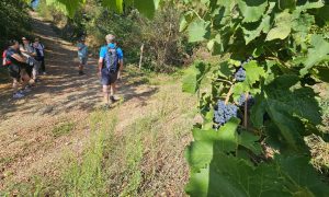 Rando Wine à la Cave Saint-Désirat_Saint-Désirat