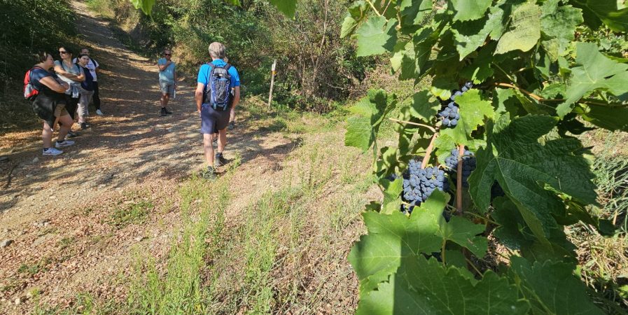 Rando Wine à la Cave Saint-Désirat