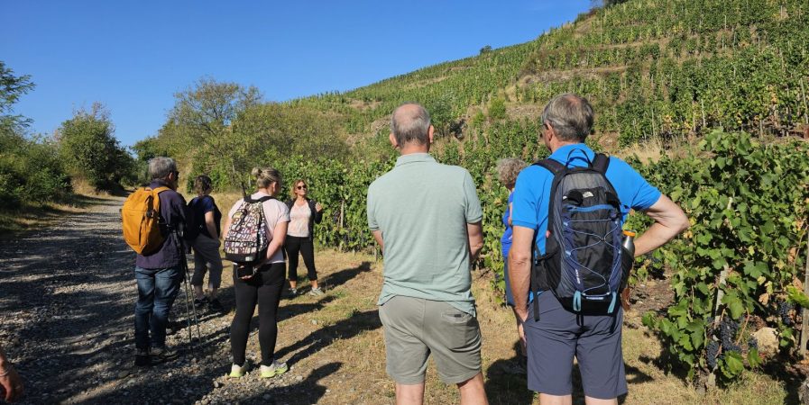 Rando Wine au Domaine François Grenier